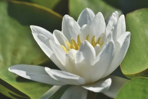 water-lily-4367343_1920